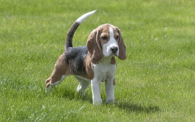 Beagle no parque