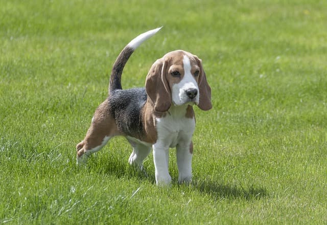 Beagle no parque